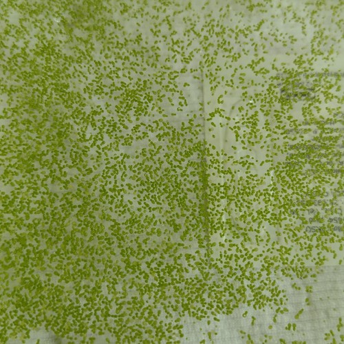 Wolffia globosa kit - globosa,