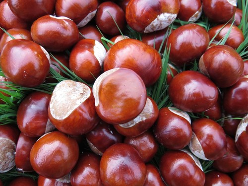 100 fresh conkers horse - x,